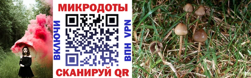 Купить  Петровск  Галлюциногенные грибы Magic Shrooms 
